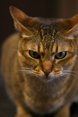 Eyes of Cat