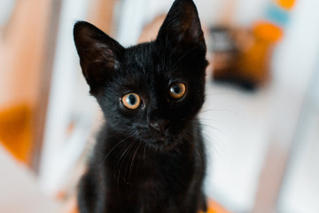 Little black cat