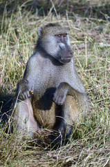 baboon sitting in the grass