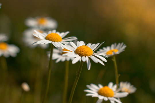Pictures of chamomile