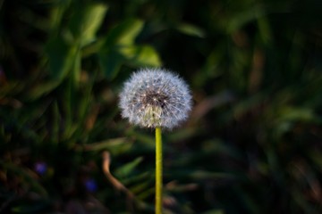 
dandelion