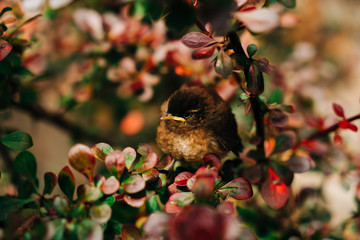 Baby sparrow hiding in red bush. 