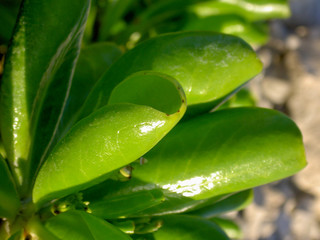 Green leaves in the beach