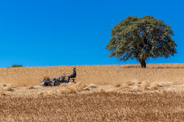 primitive agricultural work. A man is harvesting wheat with an old tool