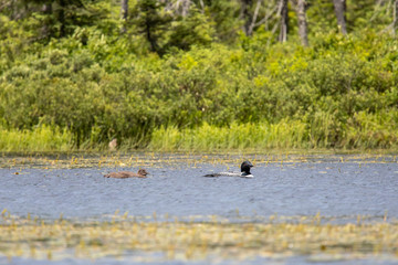 Loon and Chick Swimming 1