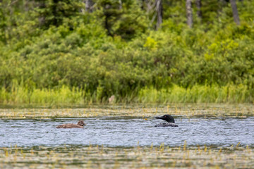 Loon Checking on Chick 1