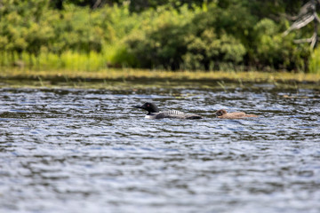 Loon and Chick Swimming 4