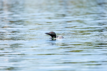 Loon Swimming 1