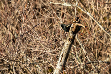 Red-Winged Blackbird Perched 2