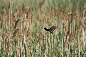 Red-Winged Blackbird in Plum Island Marsh Grass 2