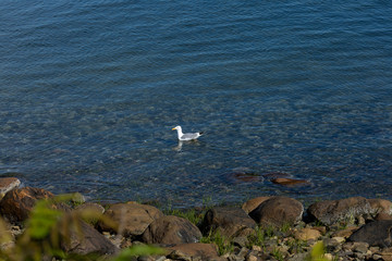 Fototapeta na wymiar Seagull Swimming in Bay