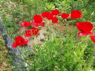 red poppy flowers
