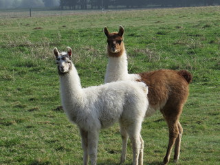 Fototapeta premium Lama