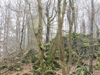Felsen im Wald