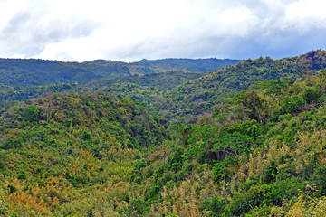 mountain and rocks plus trees growing