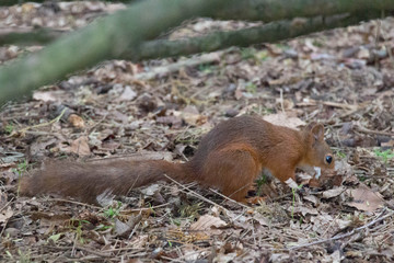 Naklejka na ściany i meble The view of a red fluffy squirrel sitting on ground.