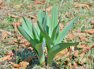 Obraz premium Plants of garlic