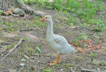 Gosling 5