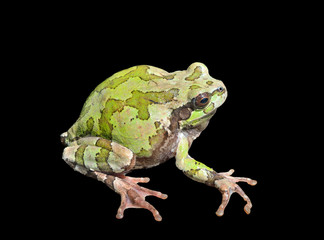 Tree-frog (Hyla Japonica)