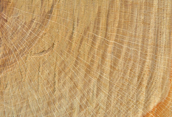 Surface of cut of oak