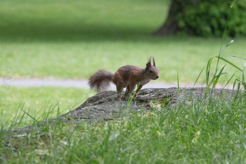 The view of a red fluffy squirrel on a rock in park.