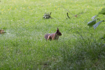 The view of a red fluffy squirrel on green grass.