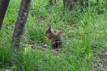 The view of a red fluffy squirrel on green grass.
