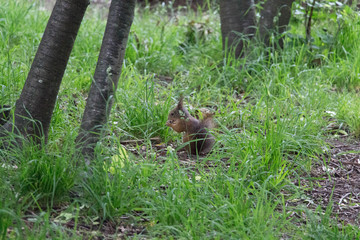 The view of a red fluffy squirrel on green grass.