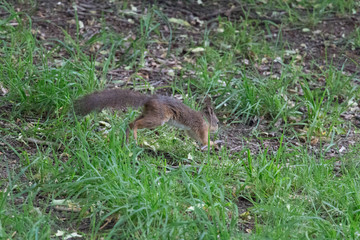 The view of a red fluffy squirrel run away in park.