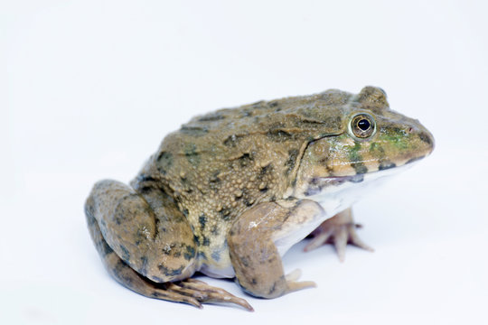 A frog photographed on the side with a white background.