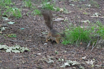The view of a red fluffy squirrel sitting on ground.