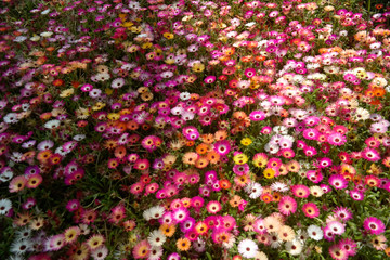 beautiful flower background on the garden
