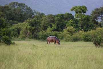 Fototapeta premium Hippo Grazing in Field in Kenya, Africa