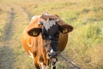 The face of a brown cow in the middle of the field looking at the camera. Selective focus 