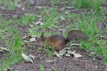 The view of a red fluffy squirrel sitting on ground.