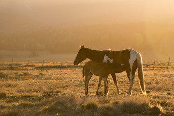 Wild Horse foal nursing.