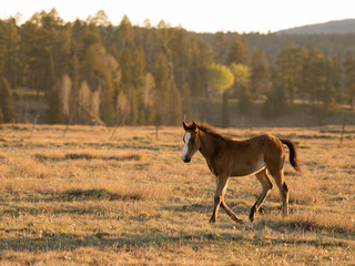 Wild Horse in eastern Arizona.