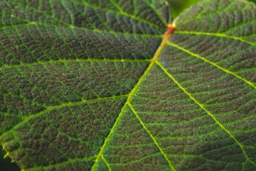 キウイフルーツの葉