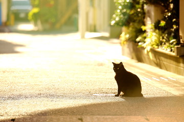 朝日を受けてシルエットの黒猫