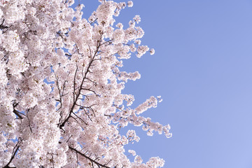 Pink cherry blossom tree in bloom with blue sky. Sakura flowers blooming.