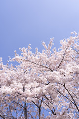 Cherry blossom flowers in full bloom with a blue sky