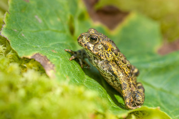 Bufo boreas - Crawling up an Arnica cordifolia Leaf