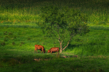 2 cattle graze under a tree in front of a corn field on a farm in Windsor NY
