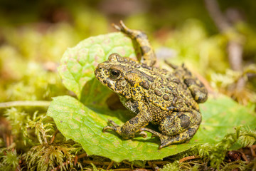 Green Boreal Toad on Arnica cordifolia Leaf