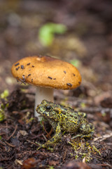 Northern Toad under Brittle Gill Mushroom