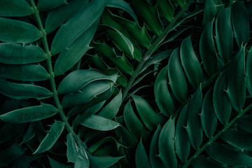 Naklejka na ściany i meble abstract green leaf texture, tropical leaf foliage nature dark green background