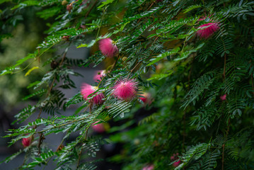 mimosa tree blossom or powderpuff bloom calliandra surinamensis mimosaceae pink flower