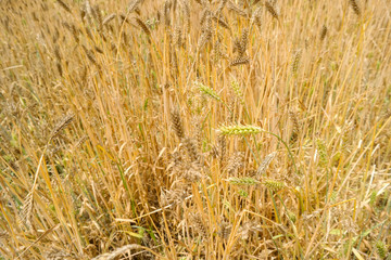 yellow crop on the farm