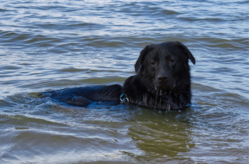 Black Labrador Retriever Laying in the Water at the Beach