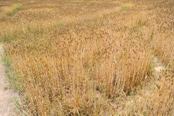 yellow crop on the farm